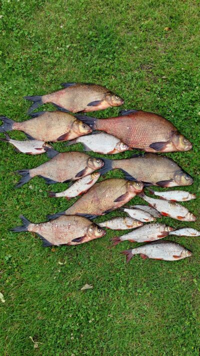 Carp bream ×7
