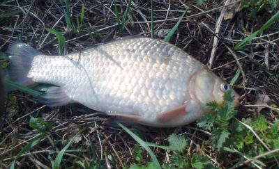 Prussian carp, 0.7 kg — Pakumulšių II-asis
