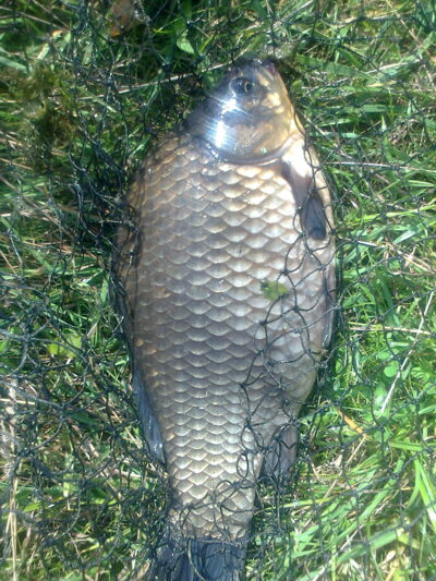 Prussian carp, 1.8 kg — Pakumulšių I-asis