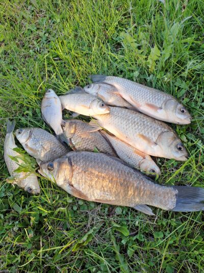 Prussian carp ×10 — Vėjinės