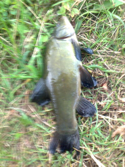 Tench, 0.6 kg — Pakumulšių I-asis
