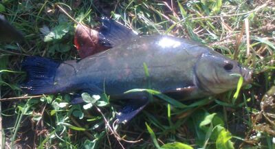 Tench — Pakumulšių I-asis