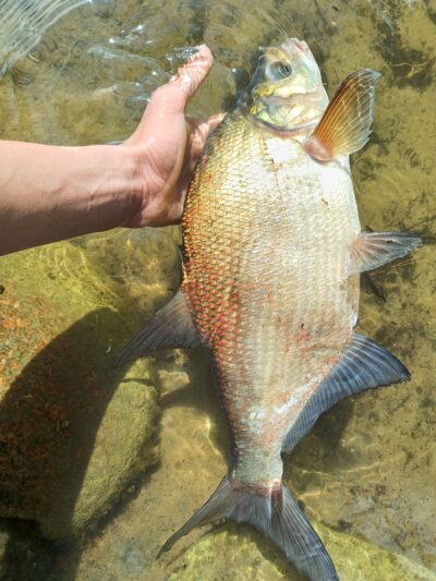 Carp bream, 1.2 kg