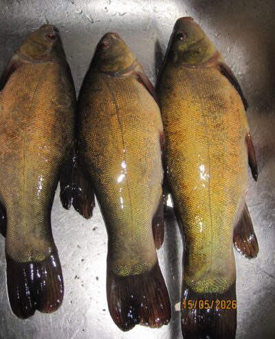 Tench ×3 — Pakumulšių I-asis