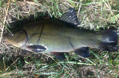 Tench, 0.6 kg — Pakumulšių I-asis