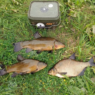 Tench, 1.5 kg — Mūša