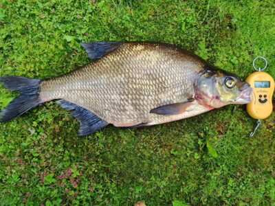 Carp bream, 2.3 kg — Sartai