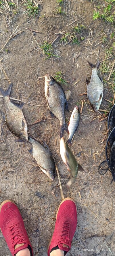 Carp bream ×5 — Karvys
