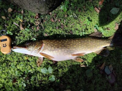 Northern Pike, 2.7 kg — Zalvė