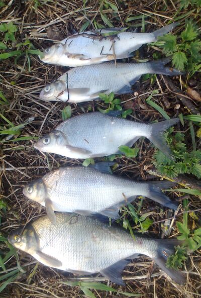 Carp bream ×5 — Pakumulšių II-asis