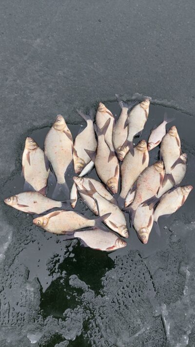 Carp bream — Stirniai