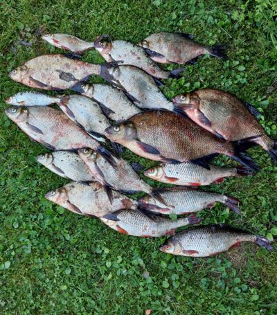 Carp bream — Stirniai