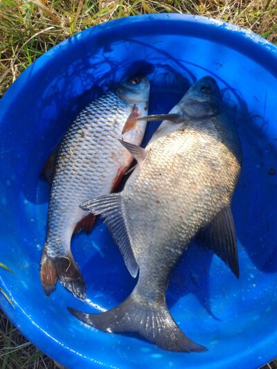 Roach, 0.6 kg — Neman River
