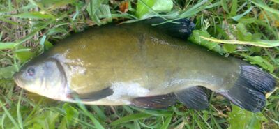 Tench — Pakumulšių I-asis