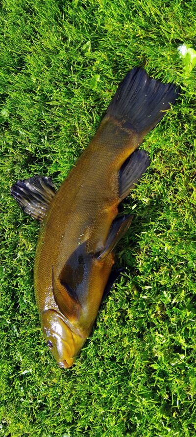 Tench