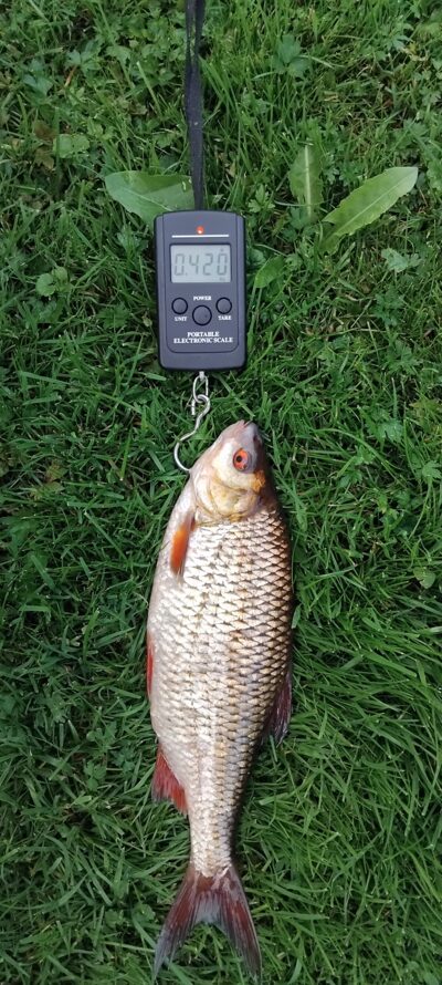 Roach, 0.4 kg — Apaščia