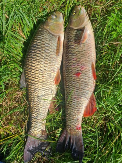chub ×2 — Neman River