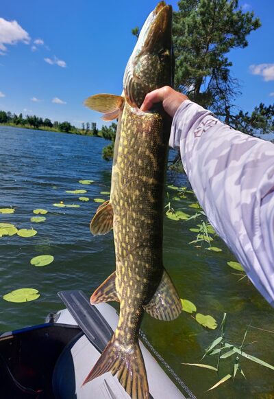 Northern Pike, 3.0 kg — Asveja