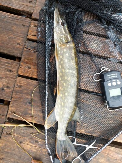 Northern Pike, 0.6 kg