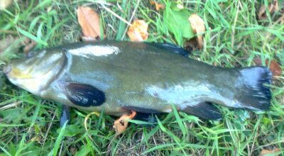 Tench, 0.6 kg — Pakumulšių I-asis