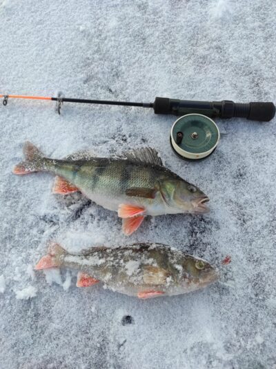 Eurasian perch — Luodis