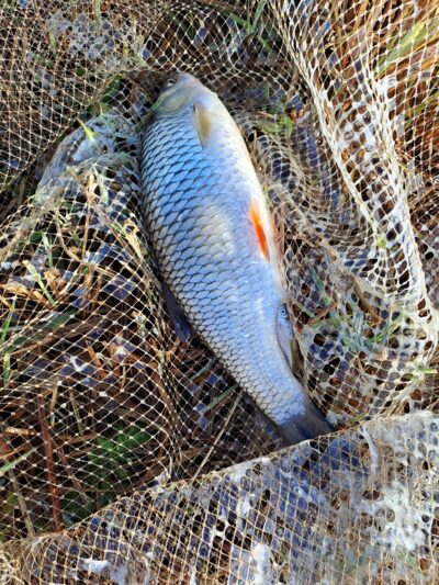 chub, 0.6 kg — Neman River