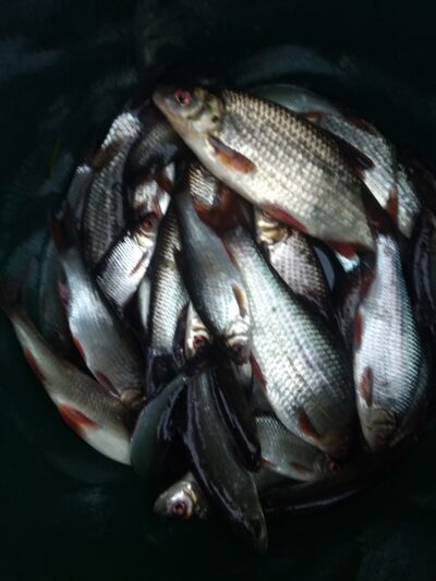 Roach — Apaščia