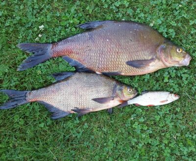 Carp bream ×2