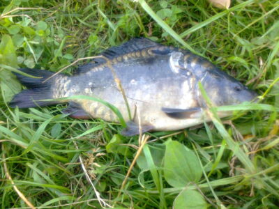 Carp — Pakumulšių I-asis