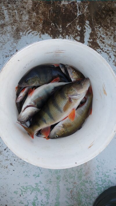 Eurasian perch ×8 — Stirniai