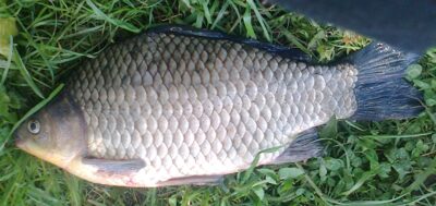 Prussian carp, 1.0 kg — Pakumulšių I-asis
