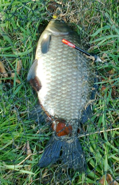 Prussian carp, 1.4 kg — Pakumulšių I-asis