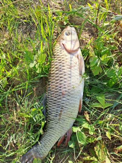 chub — Neman River