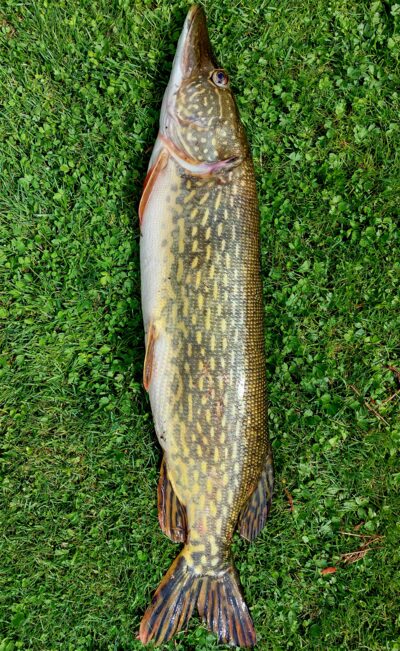 Northern Pike, 4.5 kg