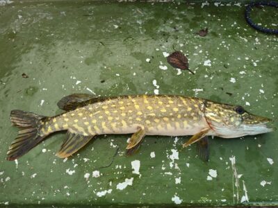 Northern Pike — Sartai