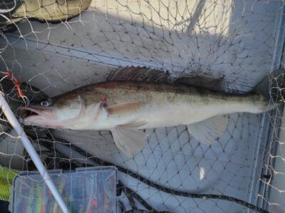 Pike perch, 2.0 kg
