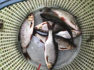 Roach ×7 — Apaščia
