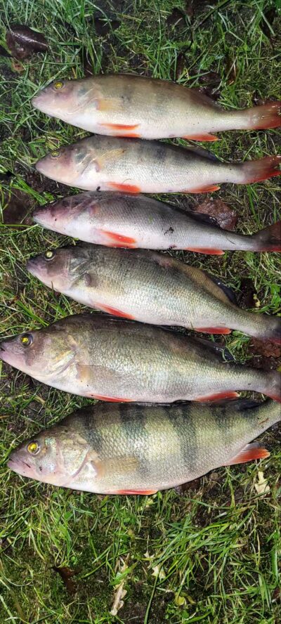 Eurasian perch