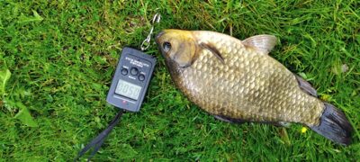 Prussian carp, 0.5 kg