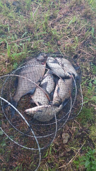 Carp bream, 2.0 kg