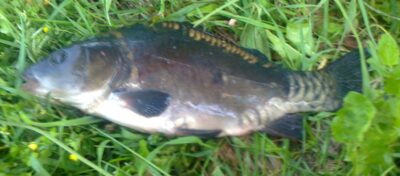 Mirror carp — Pakumulšių I-asis
