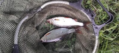 Roach ×2 — Apaščia