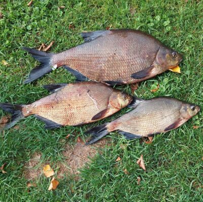 Carp bream ×3