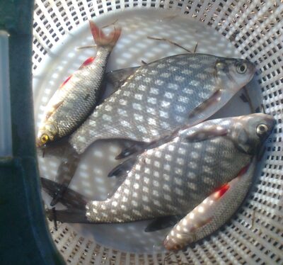 Carp bream ×2 — Pakumulšių II-asis