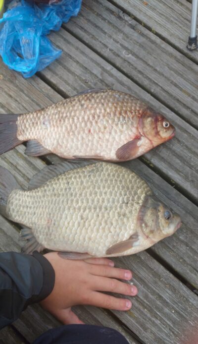 Prussian carp ×2