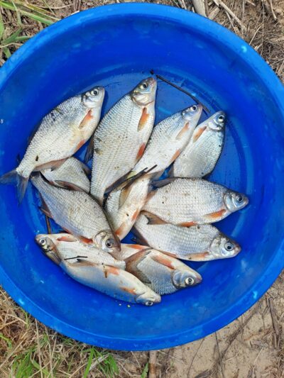 Silver Bream ×10 — Neman River