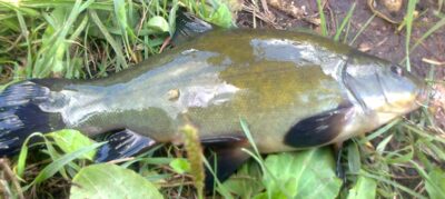 Tench — Pakumulšių I-asis