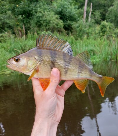 Eurasian perch, 0.3 kg — Šventoji