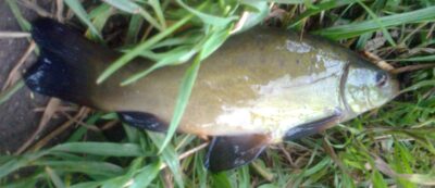 Tench — Pakumulšių I-asis
