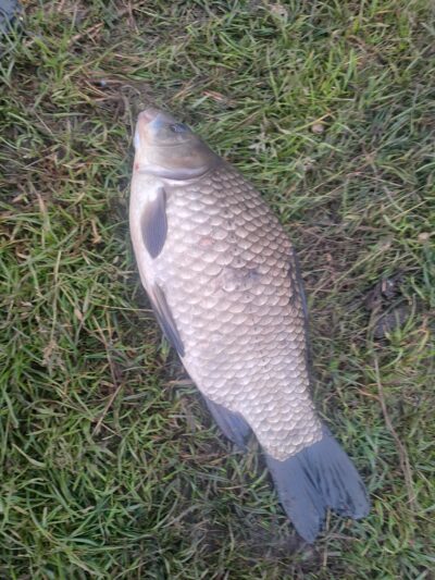 Prussian carp — Bitežeris